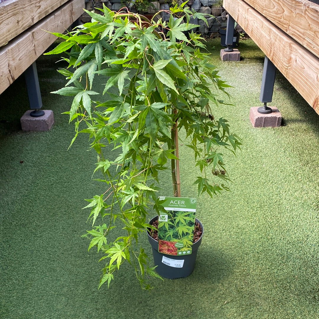 Acer palmatum Ryusen  40 CM STEM C3