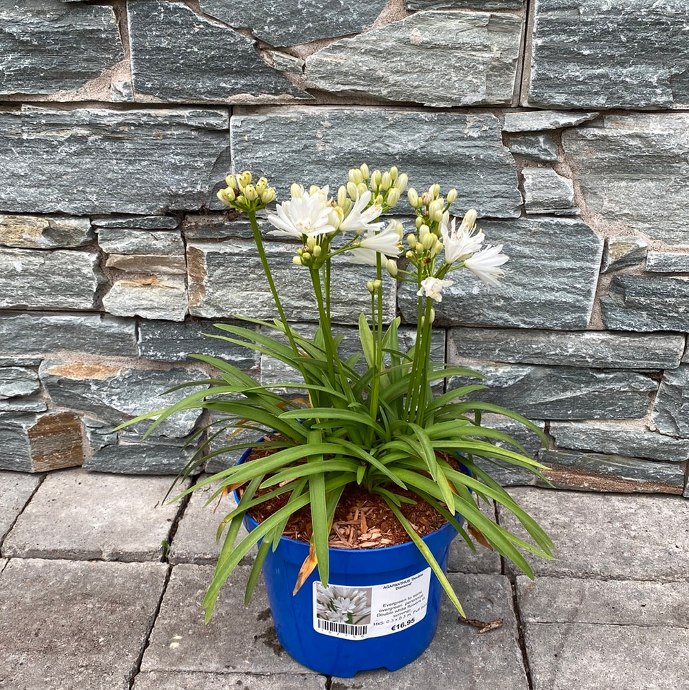 Agapanthus-Double-Diamond-Potted