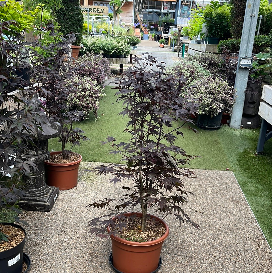 Acer palmatum Bloodgood  80-100 CM C15