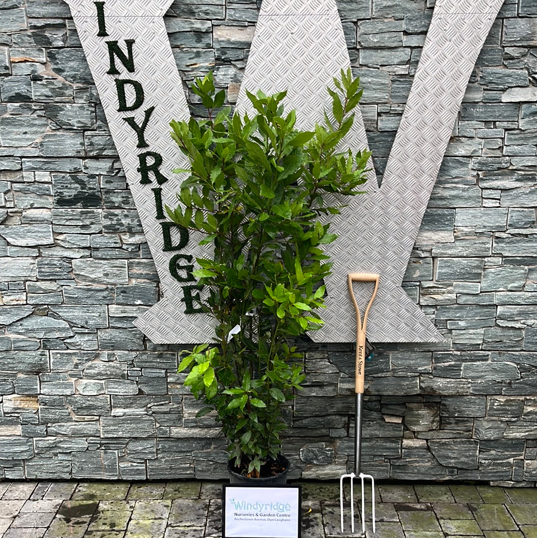 LAURUS NOBILIS CLT 10 / 12 H 125 - 150 CM
