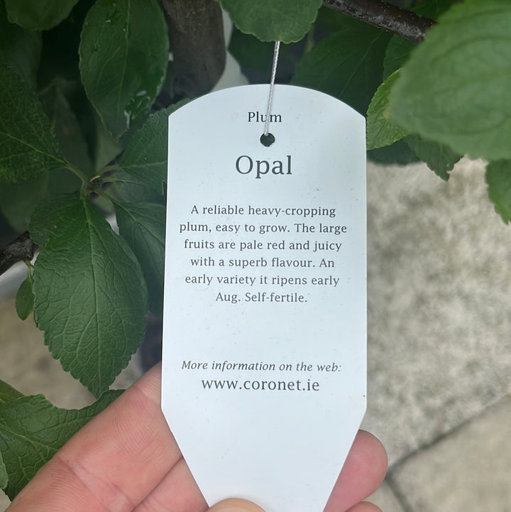Opal plum
