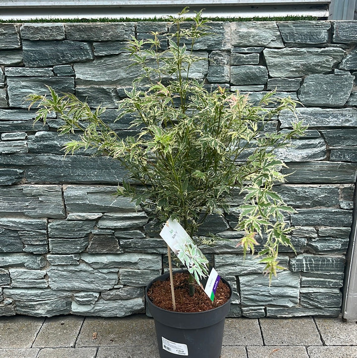 Acer palmatum Butterfly  5 Ltr Pot