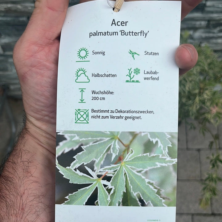 Acer palmatum Butterfly  5 Ltr Pot