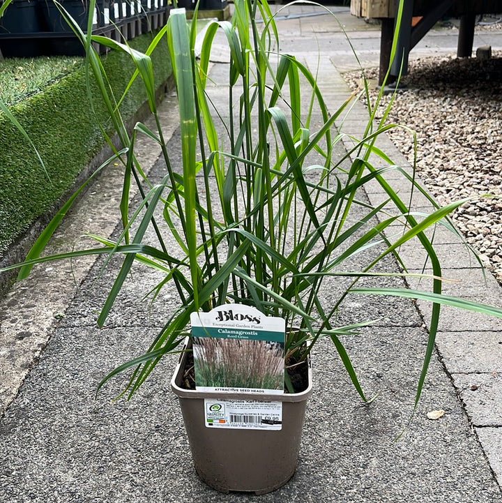 Calamagrostis Karl Foerster
