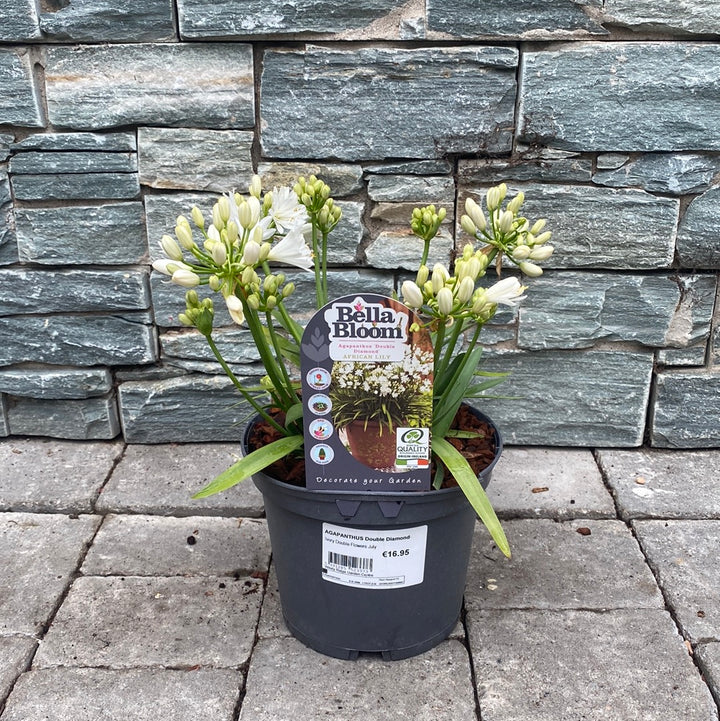 African Lily Agapanthus Double Diamond (3Ltr Pot)