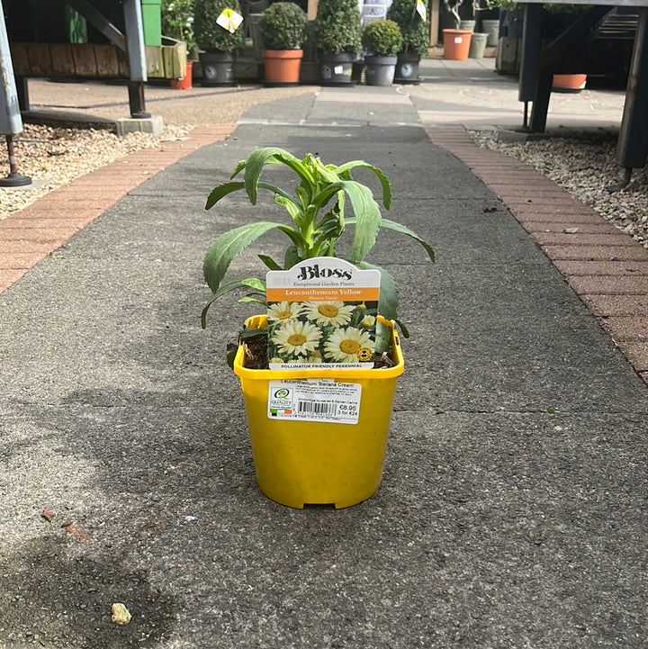 Shasta Daisy Leucanthemum Banana Cream (2Ltr Pot)
