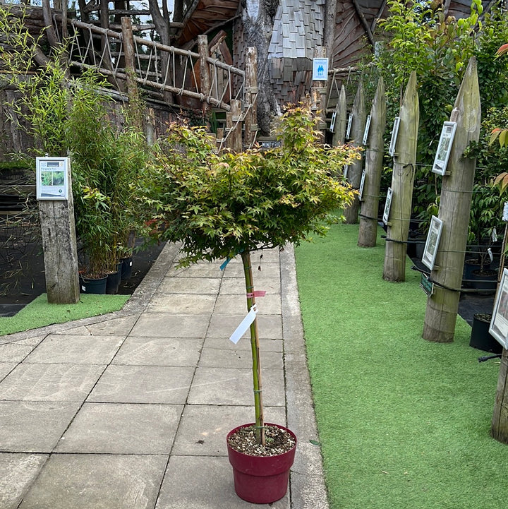 ACER PALMATUM LITTLE PRINCESS VASO ECO CLT 15  TRONCO 90 CM    1/2 STD