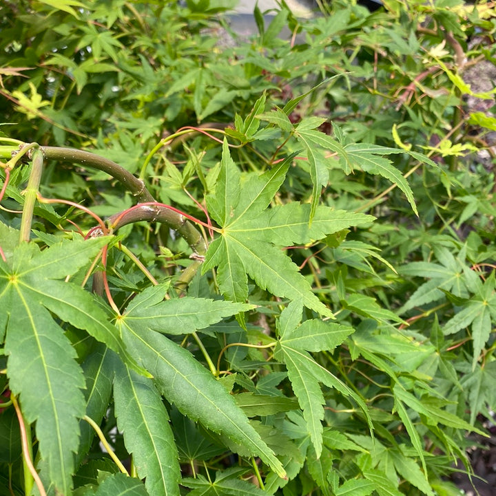 Acer palmatum Ryusen  40 CM STEM C3