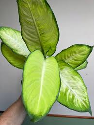 dieffenbachia summer style Buy Dieffenbachia Summer Style P17 Online
