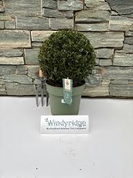 Ilex cren. Jenny