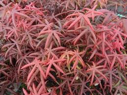 Acer-palmatum-Starfish-Leaf-1