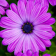 African Daisy Osteospermum Cape Daisy Maseru (2Ltr Pot)