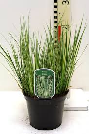 Acorus graminus Variegatus