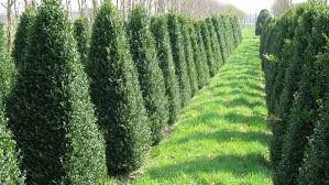Buxus semp Pyramid 90-100cm