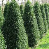 Buxus-semp-Pyramid-Potted-3