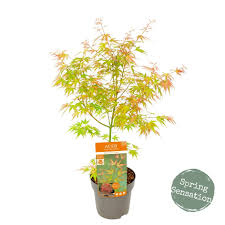 Acer palmatum Wilsons Pink Dwarf  3 Ltr pot