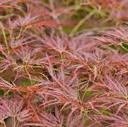 Acer pal. Ornatum 60 cm st. Deco 10L.