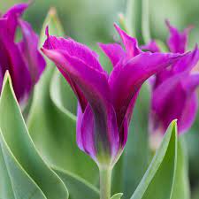 TULIPA PURPLE DOLL X 8