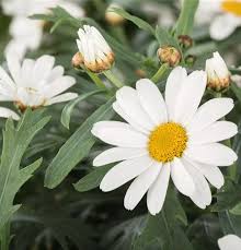 CHRYSANTHEMUM frutescens 5L