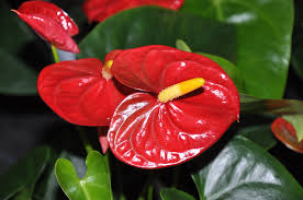 Anthurium and. Red Champion  P17