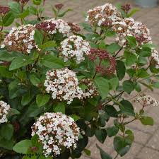 Viburnum tin. Lisarose