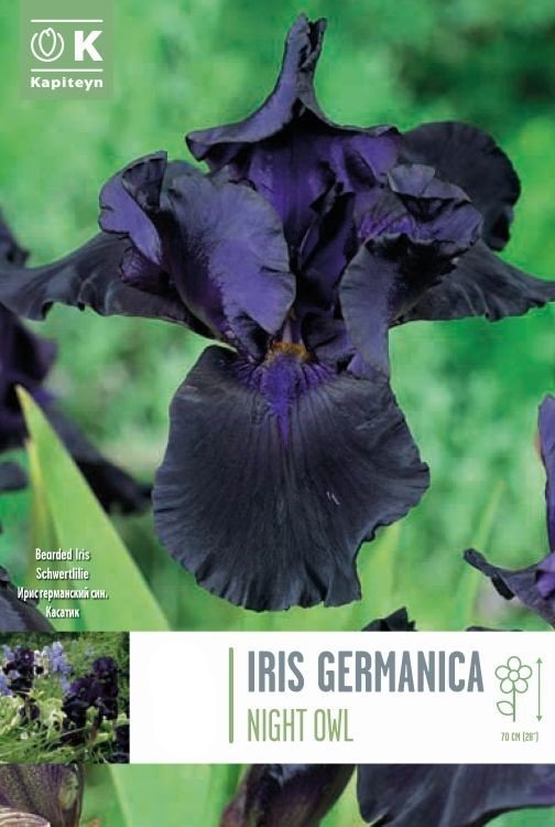 IRIS NIGHT OWL x 1