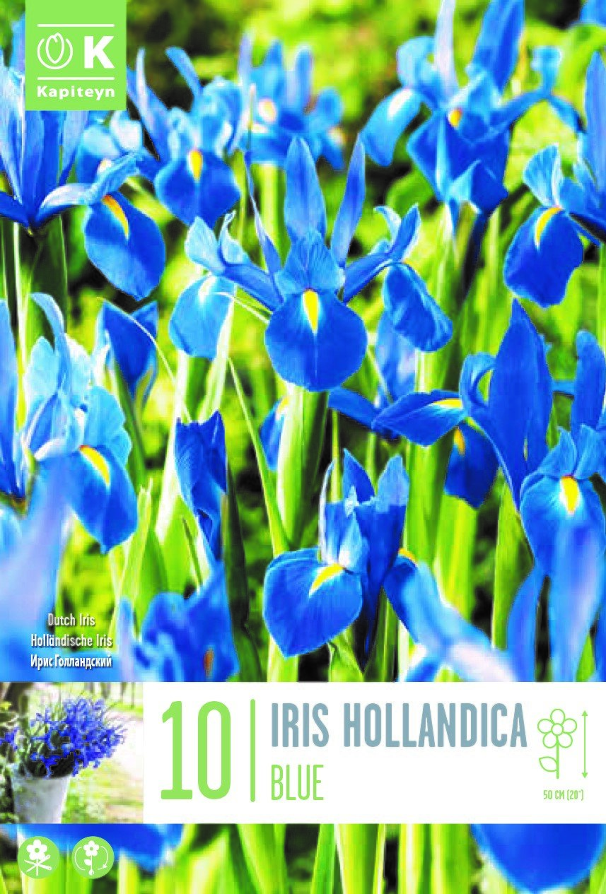 IRIS BLUE X 10