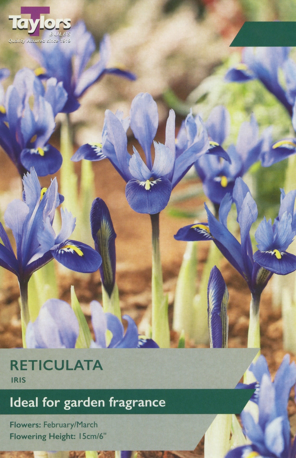 IRIS RETICULATA BLUE NOTE 12