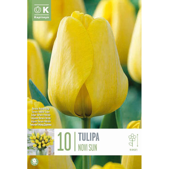 TULIPA NOVISUN X 10