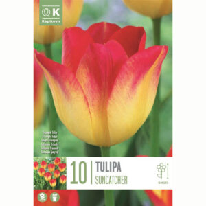 TULIPA SUNCATCHER X 10
