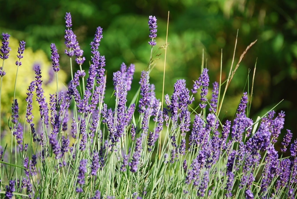 Lavandula Munstead P29