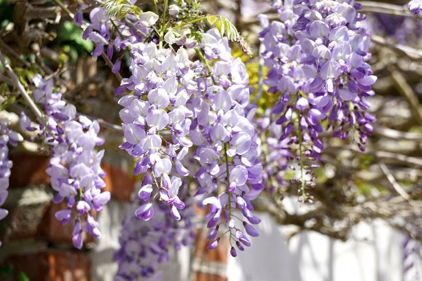 Wisteria-in-cultivars-Flower-3