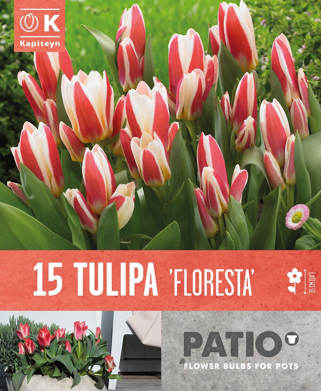 TULIPA FLORESTA x 15
