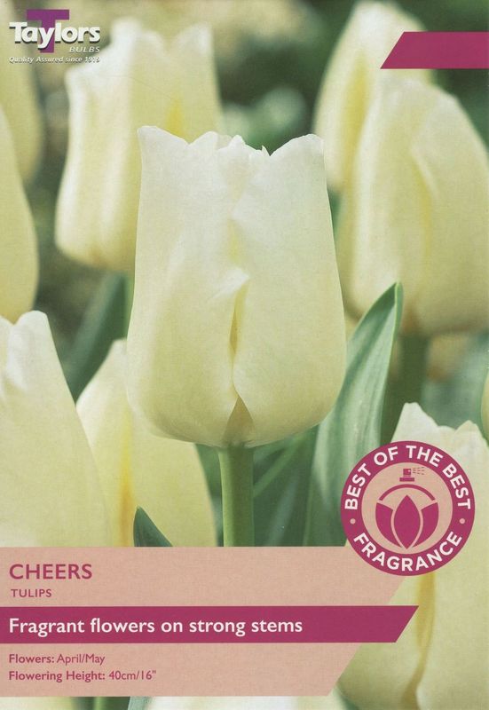 TULIP CHEERS