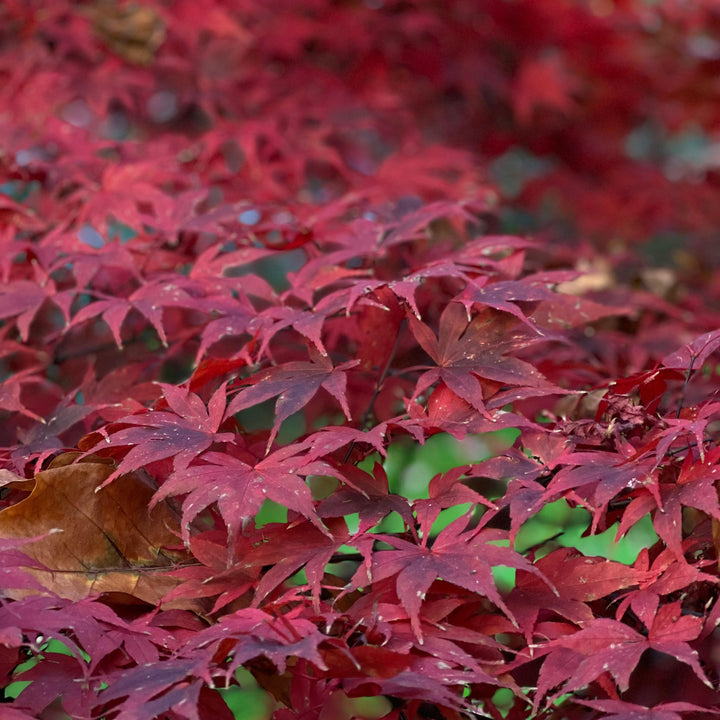 Acer pal. Red Emperor