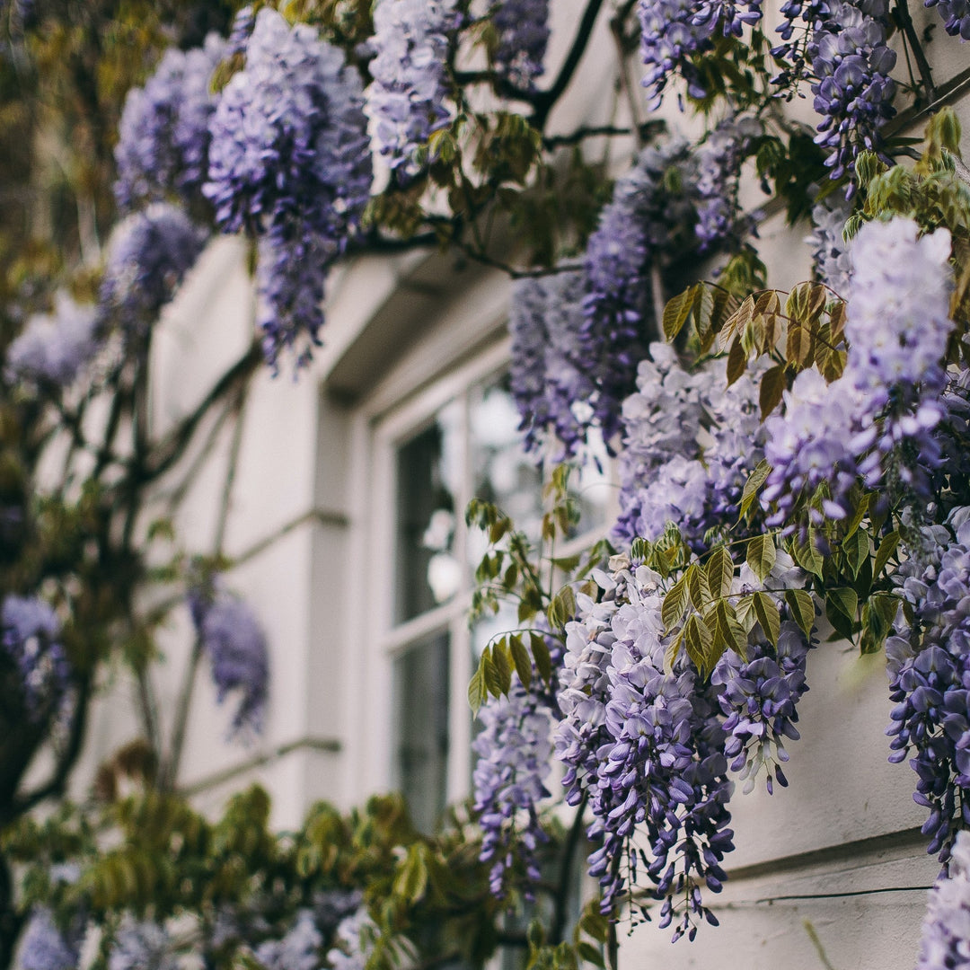Wisteria-in-cultivars-Flower-1
