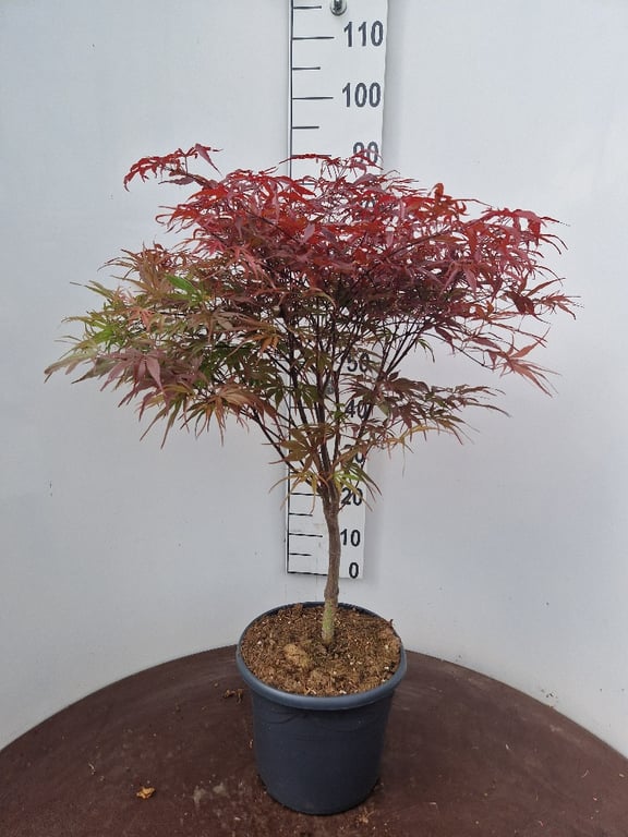 Acer pal. Pevé Dave