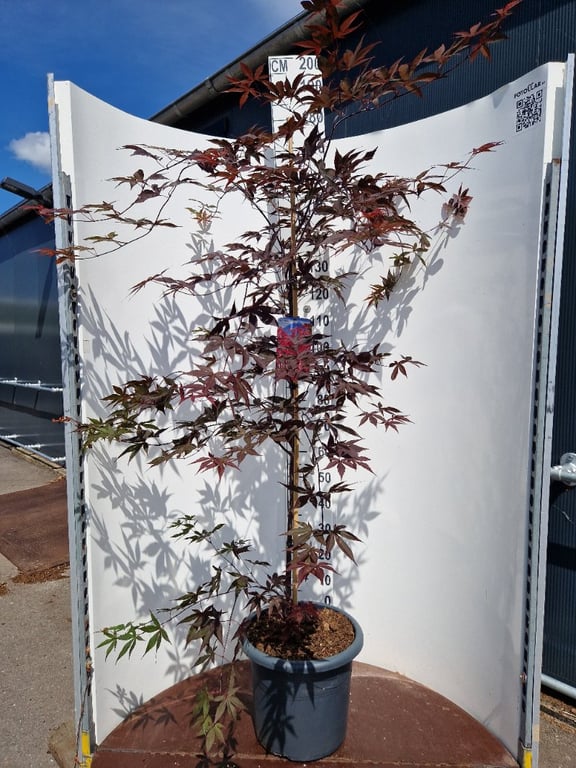 Acer pal. Red Emperor