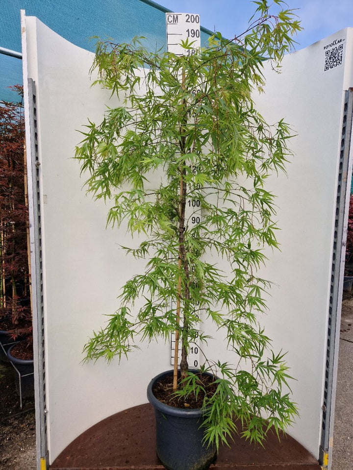 Acer pal. Linearilobum (150-175 cm 25L)