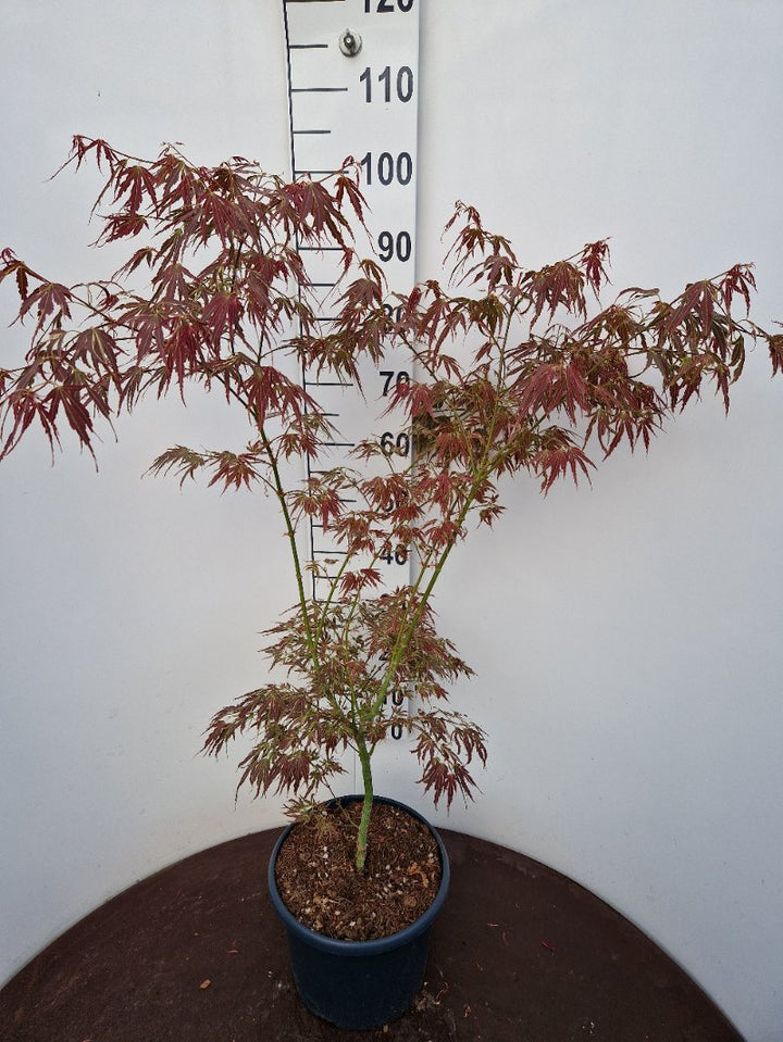 Acer pal. Manyû-no-sato (60-80 cm 10L)