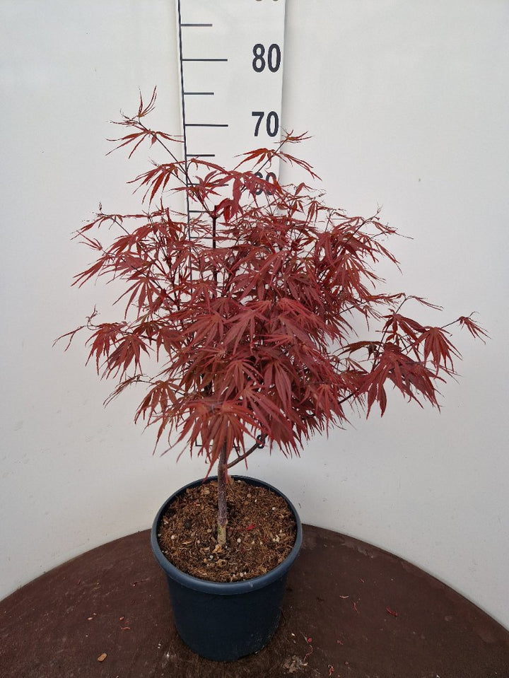 Acer pal. Pevé Dave (60-80 cm 10L)