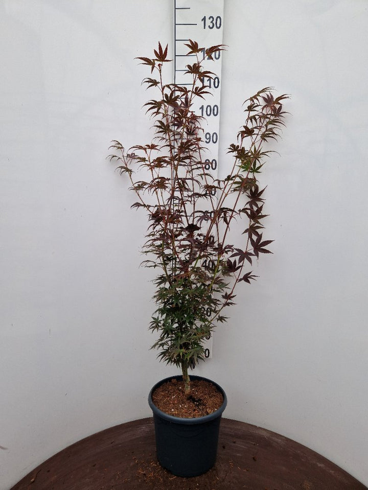 Acer pal. Pixie (80-100 cm 10L)