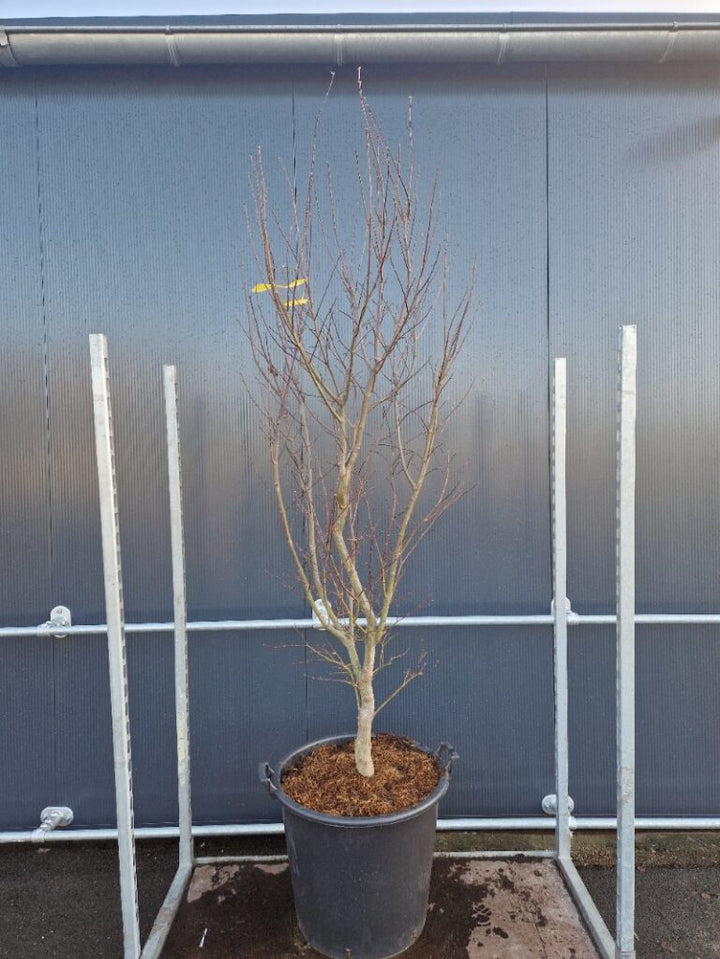Acer pal. Bloodgood (150-175 cm 70L)