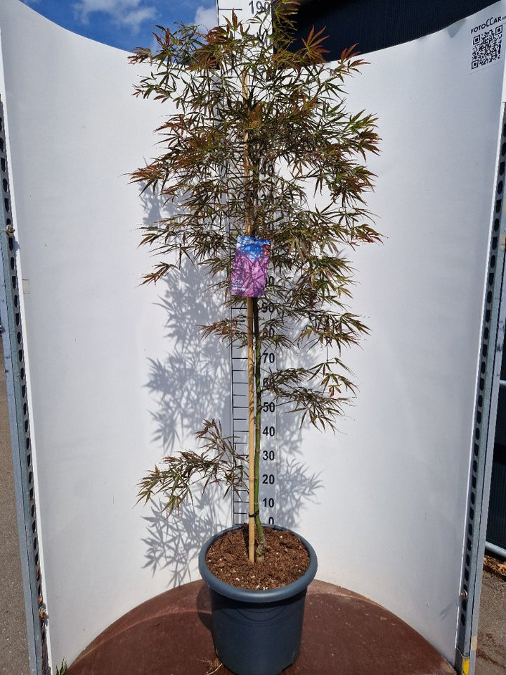 Acer pal. Red Pygmy (150-175 cm 25L)