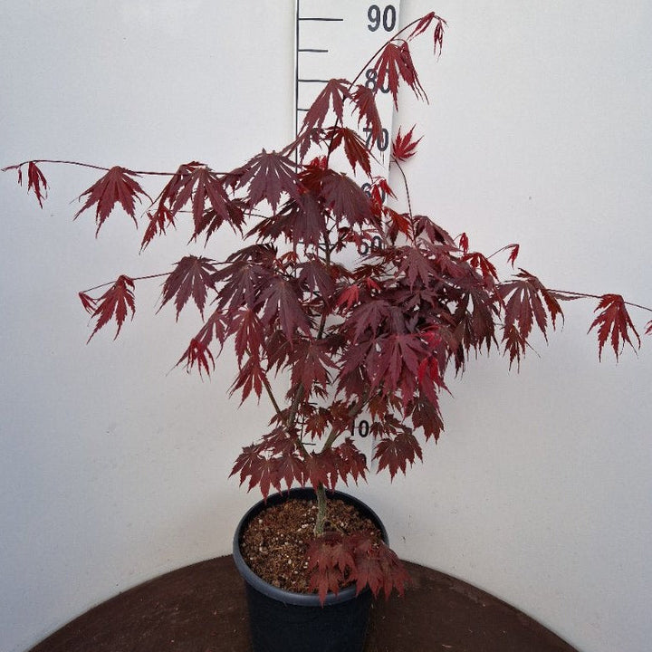 Acer pal. Yasemin (60-80 cm 10L)