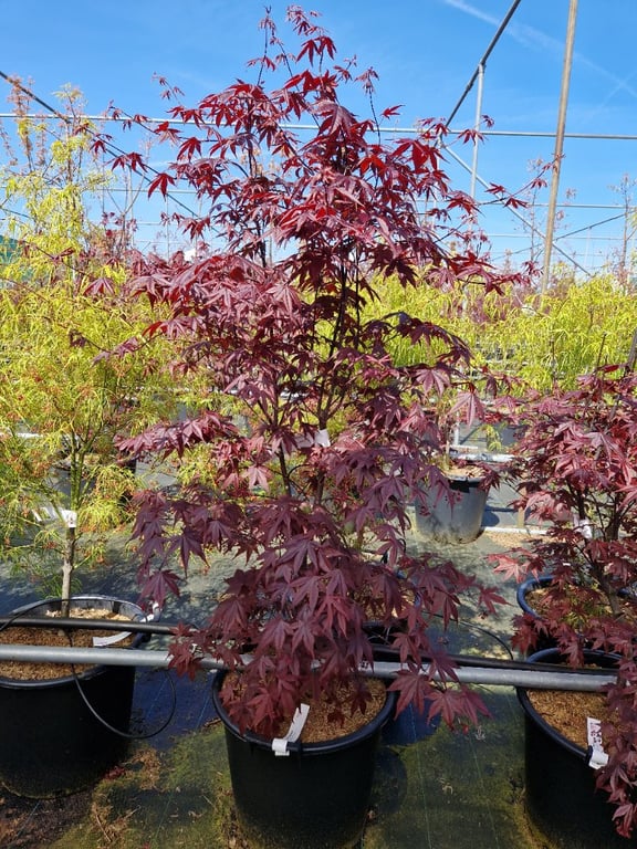 Acer pal. Bloodgood