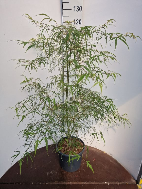 Acer pal. Koto-no-ito