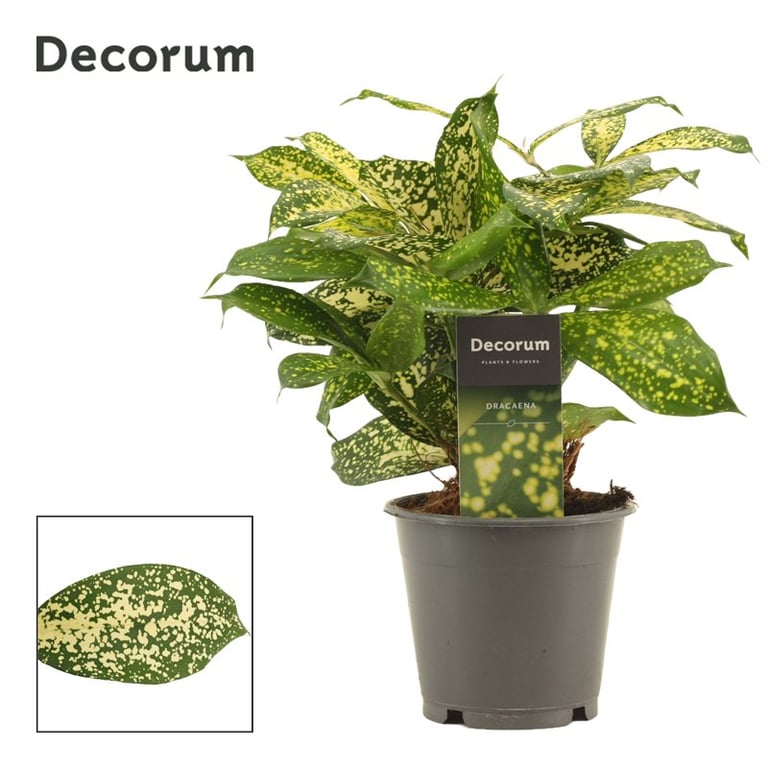 Dracaena surculosa P12