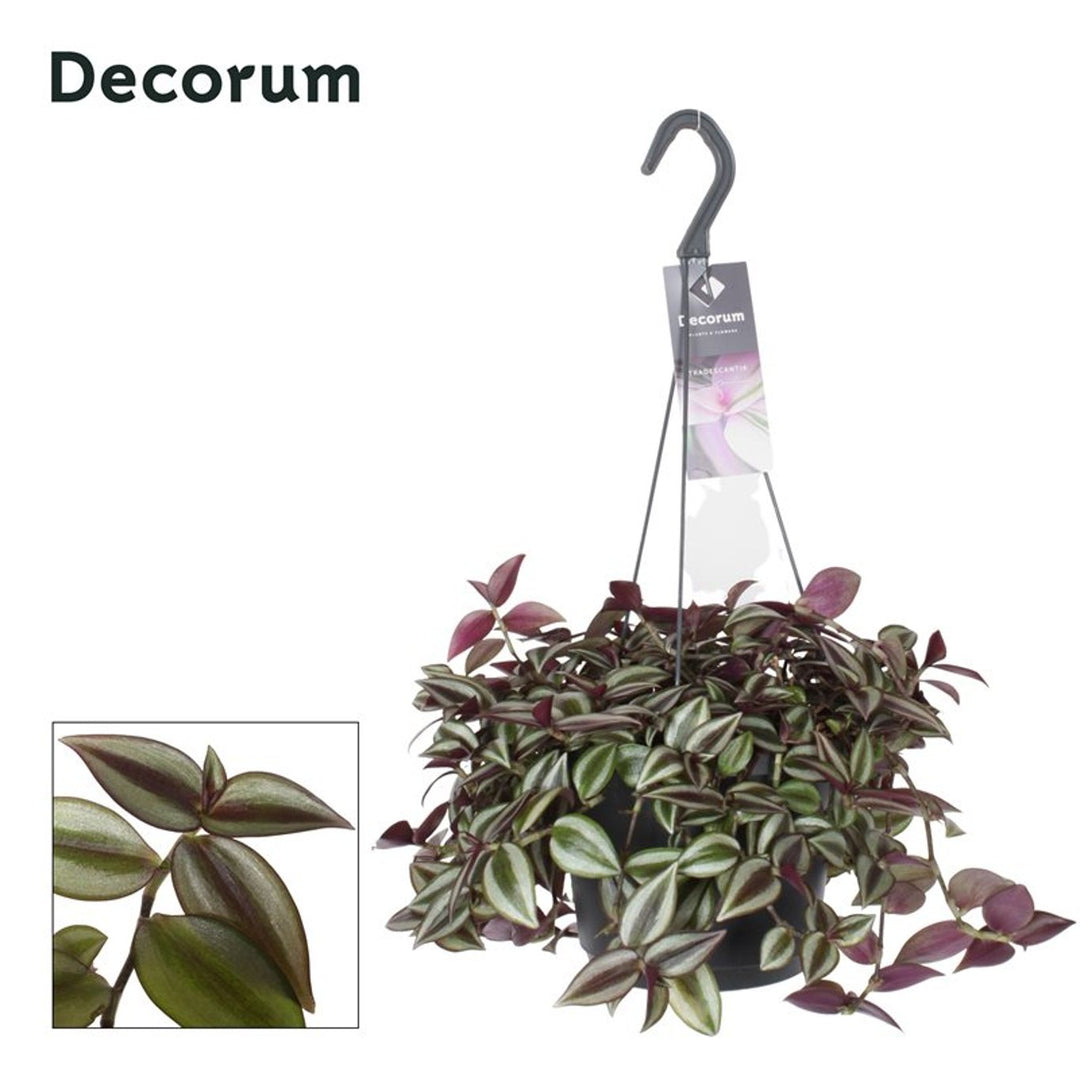 Tradescantia zebr. Yellow Hill P18 hanging pot