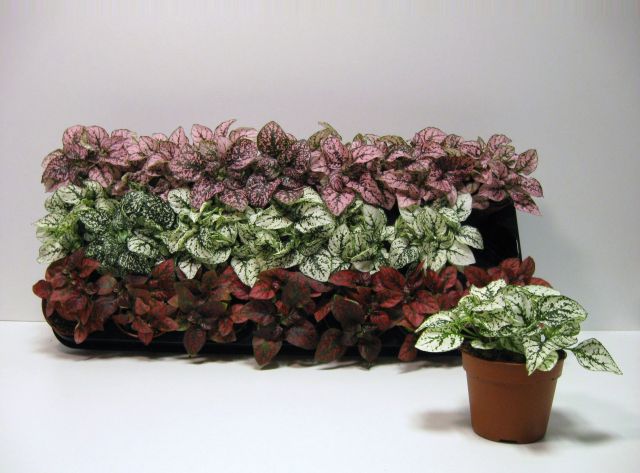 Hypoestes mix P8.5